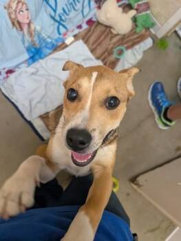 Beagle and Mixed Breed Dogs Available for Adoption in Kansas City, Missouri - Brandy | PetCurious