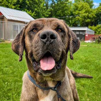Rocky (20260731-01) -  Bullmastiff Dog for Adoption in Niagara Falls, Ontario - Rocky (20260731-01) | PetCurious