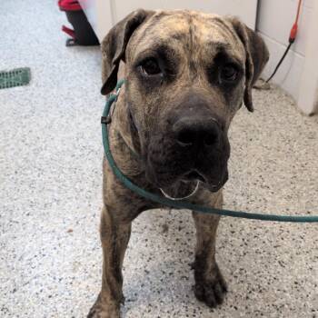 Big Dude -  Cane Corso and Mixed Breed Dog for Adoption in Hattiesburg, Mississippi - Big Dude | PetCurious