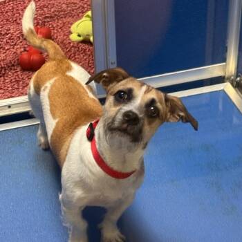 Bruno -  Chihuahua and Mixed Breed Dog for Adoption in Murray, Utah - Bruno | PetCurious