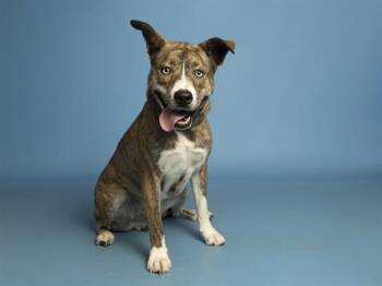 HARLOW -  Dutch Shepherd and Mixed Breed Dog for Adoption in Phoenix, Arizona - HARLOW | PetCurious
