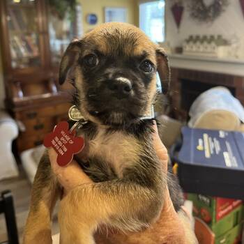 Doheny -  Pug and Australian Shepherd Dog for Adoption in Oceanside, California - Doheny | PetCurious
