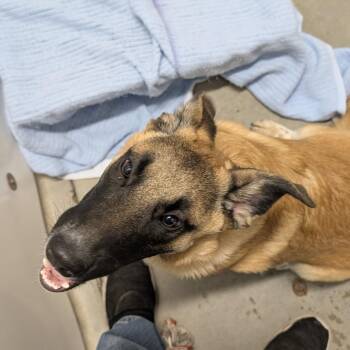 Ellie -  Mixed Breed Dog Available for Adoption in Buffalo, Wyoming - Ellie | PetCurious