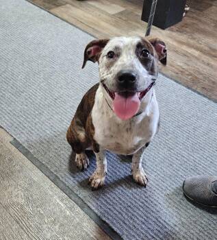 Mixed Breed Dogs Available for Adoption in Cambridge, Ohio - BINDI (097-26) | PetCurious