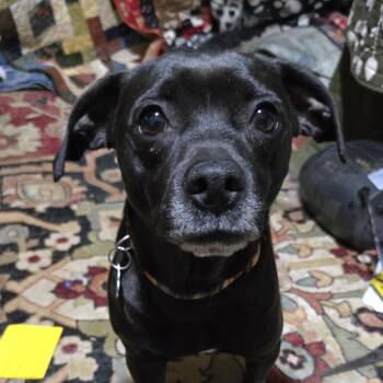 Labradoodle and Border Terrier Dogs Available for Adoption in Friendship, New York - Bella | PetCurious