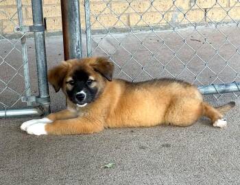 Buttercup -  Labrador Retriever Dog for Adoption in Cleburne, Texas - Buttercup | PetCurious