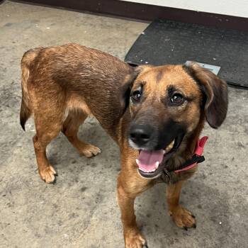 Grace -  Mixed Breed Dog for Adoption in Pomeroy, Ohio - Grace | PetCurious