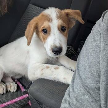 Biscuits -  Great Pyrenees and Collie Dog for Adoption in Chanute, Kansas - Biscuits | PetCurious