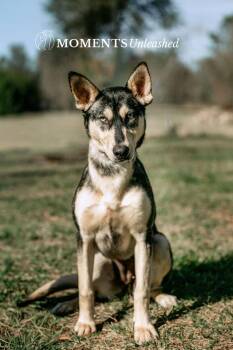 Husky Dogs Available for Adoption - Cascade | PetCurious