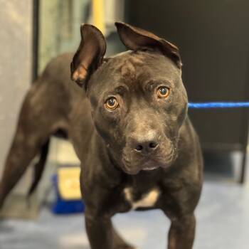 Rescue Pit Bull Terrier and Mixed Breed Dogs for Adoption in Greensboro, North Carolina - Shrew | PetCurious