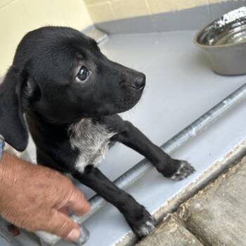 Labrador Retriever Dogs Available for Adoption in Lufkin, Texas - Prieto | PetCurious