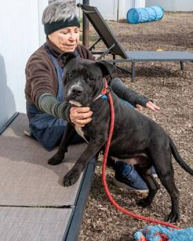 Mixed Breed Dogs Available for Adoption in Chamblee, Georgia - Pastry | PetCurious