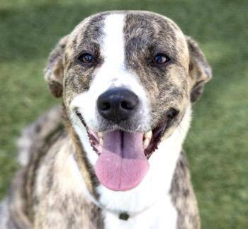 SARAH JESSICA BARKER -  Labrador Retriever and Mixed Breed Dog for Adoption in Houston, Texas - SARAH JESSICA BARKER | PetCurious