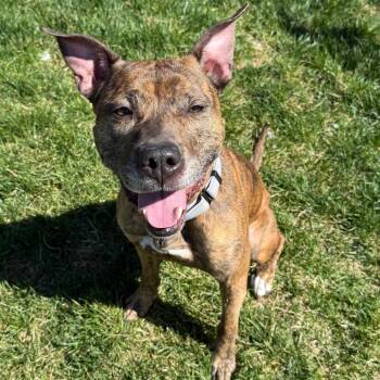 Pit Bull Terrier Dogs Available for Adoption in Harrisonburg, Virginia - Peyton | PetCurious