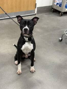 Pit Bull Terrier and Mixed Breed Dogs Available for Adoption - VORTEX | PetCurious