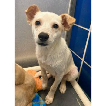 Chihuahua and Fox Terrier Dogs Available for Adoption in Boulder, Colorado - Leo | PetCurious