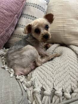 Rescue Yorkshire Terrier and Mixed Breed Dogs for Adoption in Fort Worth, Texas - Opalite | PetCurious