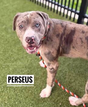 Perseus -  Mixed Breed Dog for Adoption in Flint, Michigan - Perseus | PetCurious