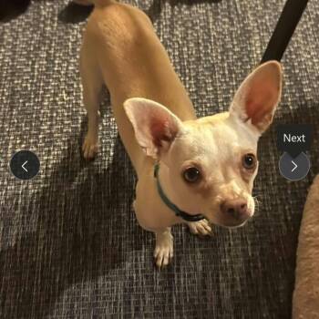 Principessa *Arriving 10/24* D12822 -  Jack Russell Terrier and Chihuahua Dog for Adoption - Principessa *Arriving 10/24* D12822 | PetCurious