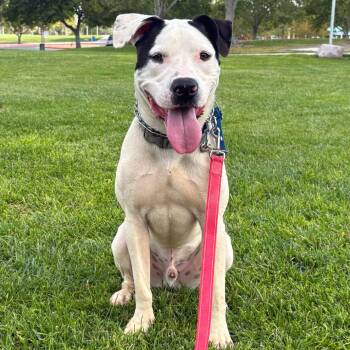 Lakota -  Black Labrador Retriever and Pit Bull Terrier Dog for Adoption in Las Vegas, Nevada - Lakota | PetCurious