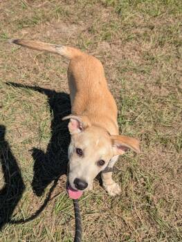 Jags -  Yellow Labrador Retriever and German Shepherd Dog Dog for Adoption in Jacksonville, Florida - Jags | PetCurious