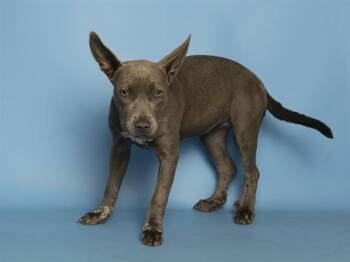 TIFF -  Labrador Retriever and Pit Bull Terrier Dog for Adoption in Phoenix, Arizona - TIFF | PetCurious