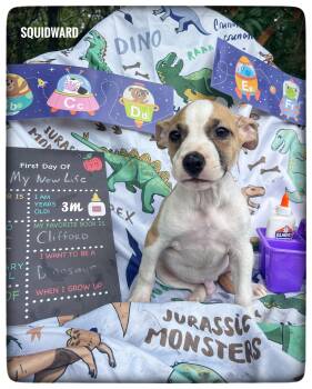 Squidward -  American Staffordshire Terrier Dog for Adoption in Sebring, Florida - Squidward | PetCurious