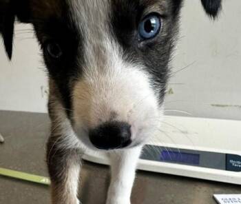 Wallace -  Mixed Breed Dog for Adoption in Winnipeg, Manitoba - Wallace | PetCurious
