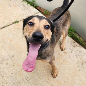 German Shepherd Dog and Mixed Breed Dogs Available for Adoption - JOHNNY | PetCurious