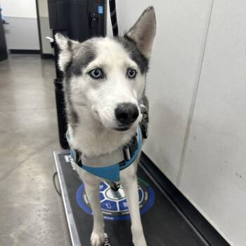 Siberian Husky and Husky Dogs Available for Adoption - Malu | PetCurious
