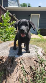 Glacier -  Mixed Breed Dog for Adoption in Sioux Falls, South Dakota - Glacier | PetCurious