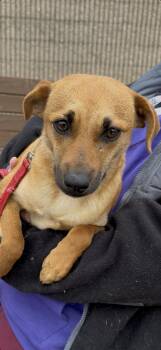 Mixed Breed Dogs Available for Adoption - Maisy | PetCurious