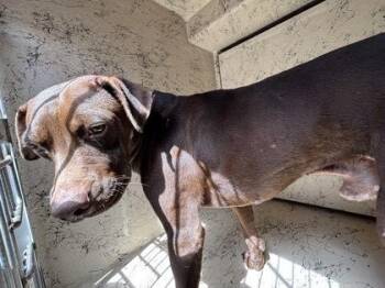 Labrador Retriever and Mixed Breed Dogs Available for Adoption - Static | PetCurious