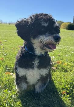 Bandit -  Havanese and Poodle Dog for Adoption in Tomah, Wisconsin - Bandit | PetCurious