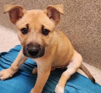 Dana -  German Shepherd Dog Dog for Adoption in Oakland, California - Dana | PetCurious