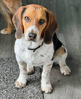 Beagle Dogs Available for Adoption in Gilberts, Illinois - Bruno | PetCurious