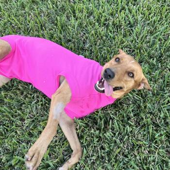 Labrador Retriever Dogs Available for Adoption in Harlingen, Texas - Sadie | PetCurious