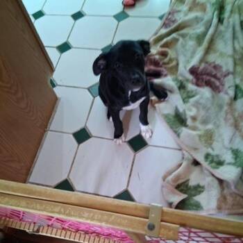 Sadie -  Mixed Breed Dog for Adoption in Dayton, Ohio - Sadie | PetCurious
