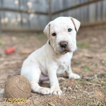 Alvin -  Shar Pei and Mixed Breed Dog for Adoption in Jackson, Georgia - Alvin | PetCurious