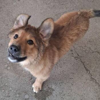 Atlas -  Shepherd Dog for Adoption in Kingman, Arizona - Atlas | PetCurious