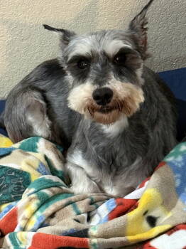Rescue Schnauzer Dogs for Adoption in Brandon, South Dakota - Gretchen | PetCurious