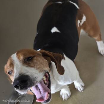 Rescue Mixed Breed Dogs for Adoption in Yanceyville, North Carolina - Tutter 25-1562 | PetCurious