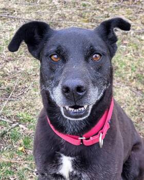 Black Labrador Retriever Dogs Available for Adoption - Malibu | PetCurious