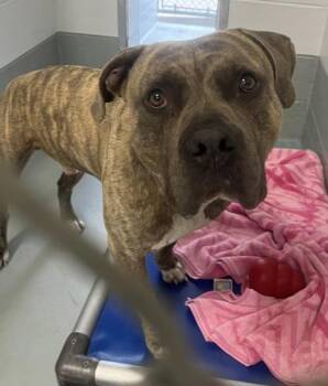 Pit Bull Terrier and Mixed Breed Dogs Available for Adoption - Atlas - 1 | PetCurious