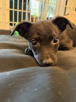 Feist and Rat Terrier Dogs Available for Adoption - Pip | PetCurious