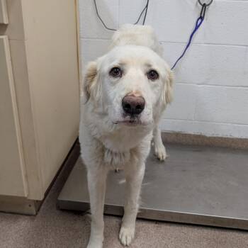 Cake -  Great Pyrenees and Mixed Breed Dog for Adoption in Ardmore, Oklahoma - Cake | PetCurious