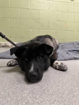 Siberian Husky and Belgian Shepherd Malinois Dogs Available for Adoption - GRAVY | PetCurious