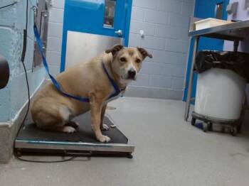 Australian Cattle Dog Blue Heeler and Mixed Breed Dogs Available for Adoption in Albuquerque, New Mexico - KHLOE | PetCurious