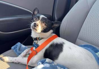 Chihuahua Dogs Available for Adoption in Dale City, Virginia - Squirt | PetCurious