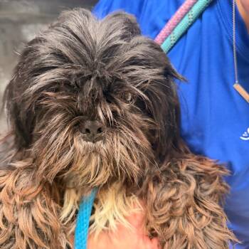 Alfred -  Shih Tzu Dog for Adoption in Englewood, Florida - Alfred | PetCurious